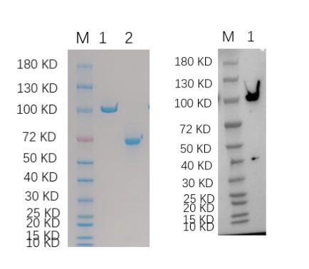 Reducing 4%-20% SDS-PAGE (CBB stained) and WB (Anti-GST Mouse Mon centigradelonal antibody) analysis profiles of purified Dnak.
1. Dnak: 1 μg
2. BSA: 1 μg